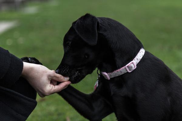 Pasożyty jelitowe u psów - Objawy i leczenie - Jak wyeliminować pasożyty jelitowe u psów?  - Skuteczne leczenie