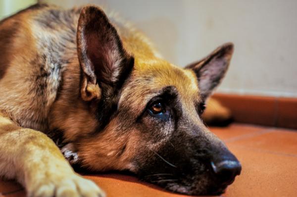 Pasożyty jelitowe u psów - Objawy i leczenie - Objawy pasożytów jelitowych u psów