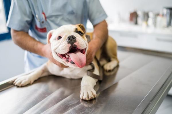 Pasożyty jelitowe u psów - Objawy i leczenie - Domowe sposoby na pasożyty jelitowe u psów