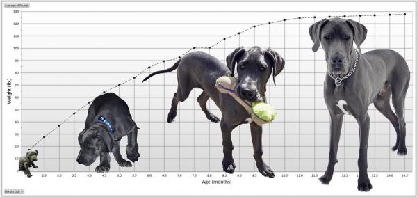 Dzienna ilość karmy dla dogów niemieckich – wykres wzrostu dogów