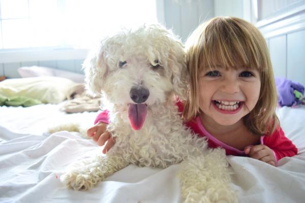 20 najlepszych ras psów dla dzieci - 7. Pudel lub pudel, pies dla alergicznych dzieci