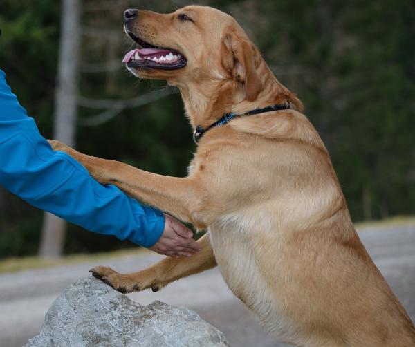 20 najlepszych ras psów dla dzieci - 2. Labrador retriever, polecany dla nadpobudliwych dzieci