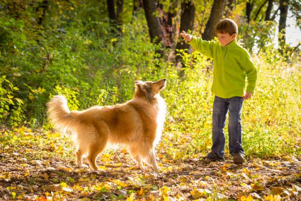 20 najlepszych ras psów dla dzieci - 3. Collie, najlepszy pies stróżujący dla dzieci 