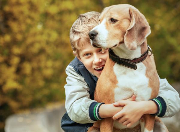20 najlepszych ras psów dla dzieci - 1. Beagle, idealny pies dla dzieci na oddziale