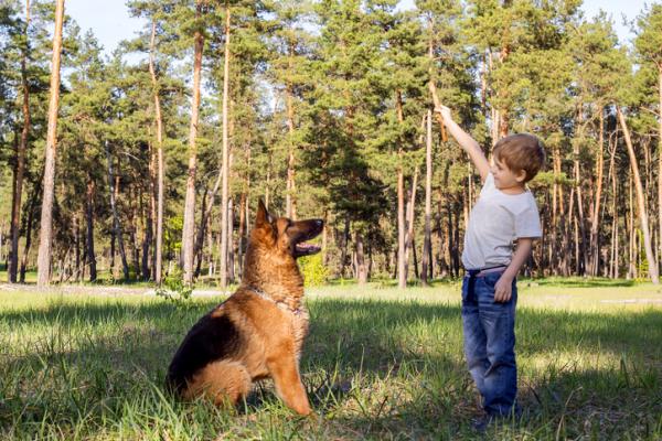 20 najlepszych ras psów dla dzieci - 6. Owczarek Niemiecki, idealny dla małych i średnich dzieci