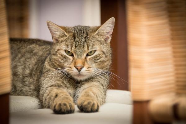 Wskazówki dotyczące oswajania gburowatego kota - Co powoduje, że kot reaguje „niespodziewanie agresywnie”?