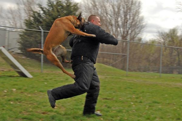 Szkolenie psów w obronie i ataku - Problemy behawioralne wynikające ze złego treningu