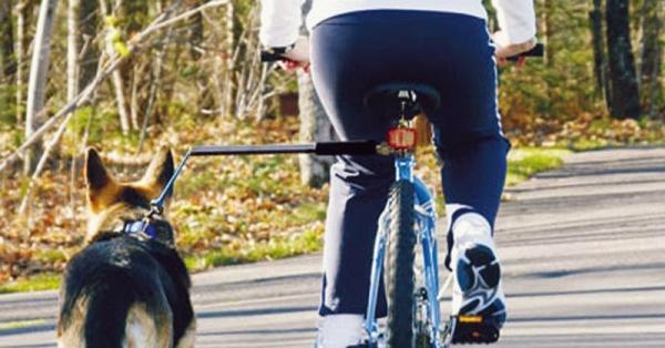Ćwiczenie dla dorosłych psów - Jedź z psem na rowerze