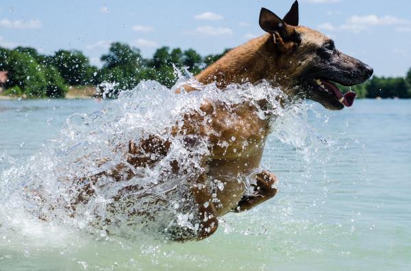 Ćwiczenia dla dorosłych psów – pływanie i hydroterapia