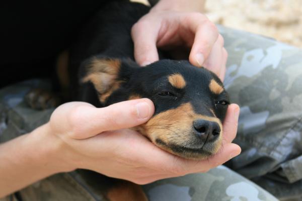 Zatrucie u psów - Objawy i pierwsza pomoc - Pierwsza pomoc w zatruciu u psów