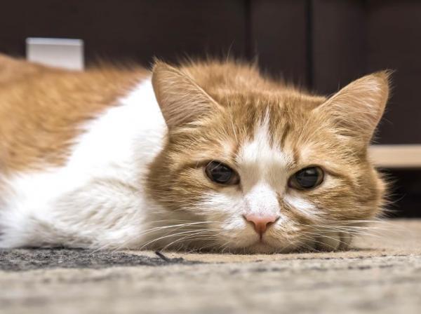 Karma dla kotów na zapalenie wątroby - przyczyny zapalenia wątroby u kotów