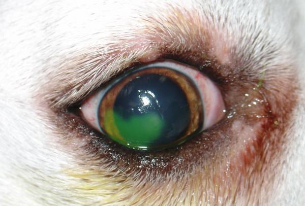 Deksametazon u psów - dawkowanie, zastosowanie i skutki uboczne - przeciwwskazania deksametazonu u psów