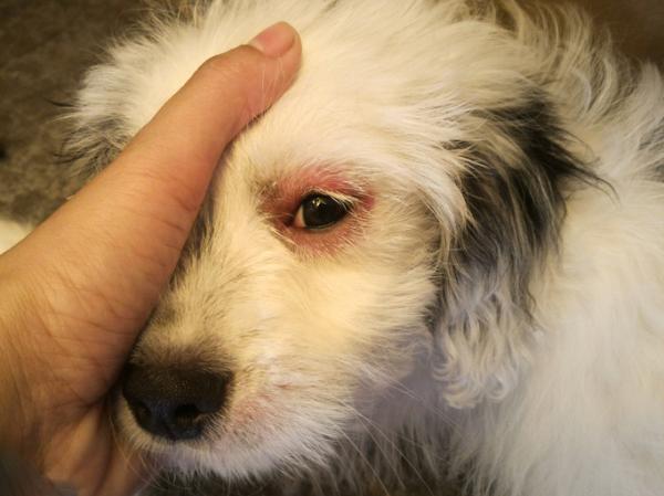 Hemopasożyty u psów - przyczyny, objawy i leczenie - Objawy hemopasożytów u psów