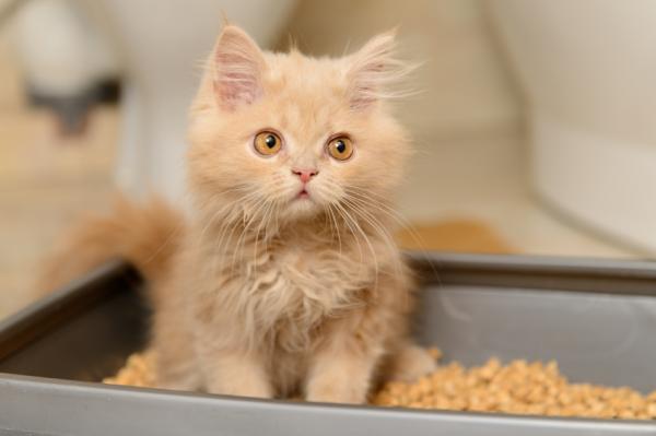 Delikatna dieta dla kotów z biegunką - objawy biegunki u kotów