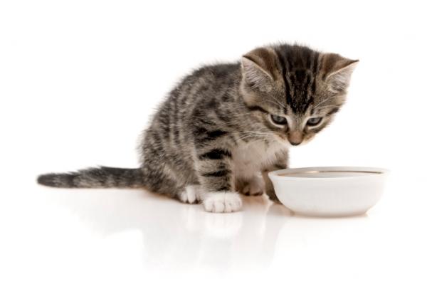 Dieta miękka dla kotów z biegunką - Przejście na dietę standardową