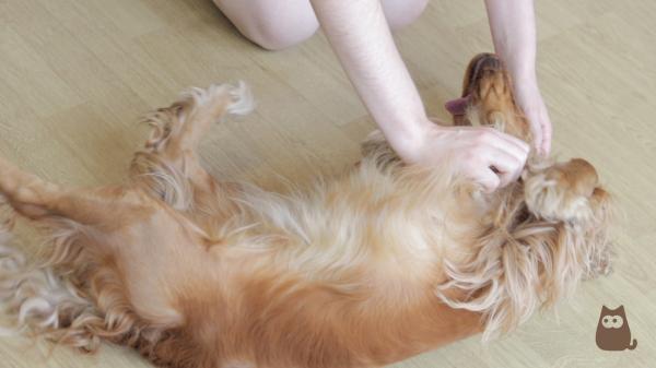 10 dziwnych rzeczy, które robią psy - 1. Poruszaj tylną nogą, gdy je drapiesz