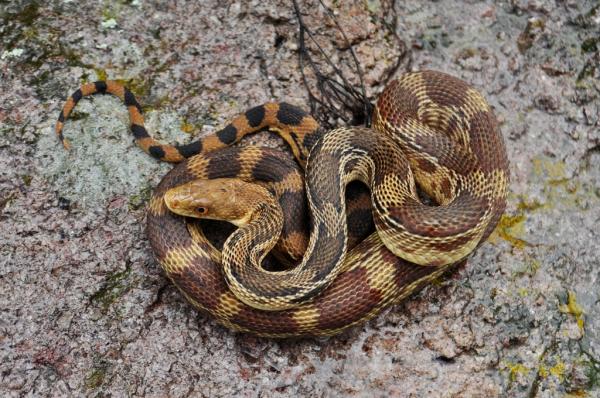 Zagrożone zwierzęta w Guanajuato - meksykański głuchy wąż (Pituophis deppei) 