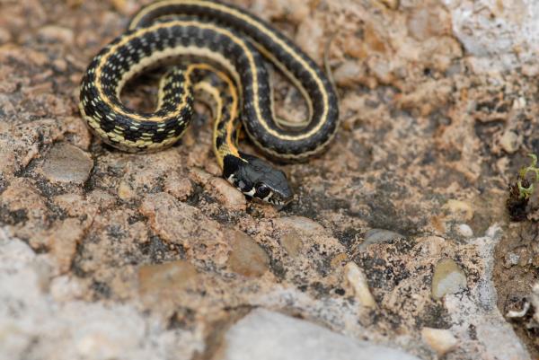 Zagrożone zwierzęta w Guanajuato - Wąż leśny (Thamnophis cyrtopsis)