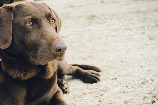 10 najbardziej czułych psów - 2. Labrador retriever