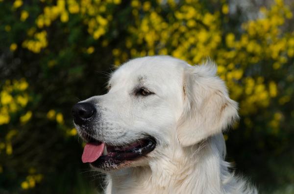 10 najbardziej czułych psów - 1. Golden retriever