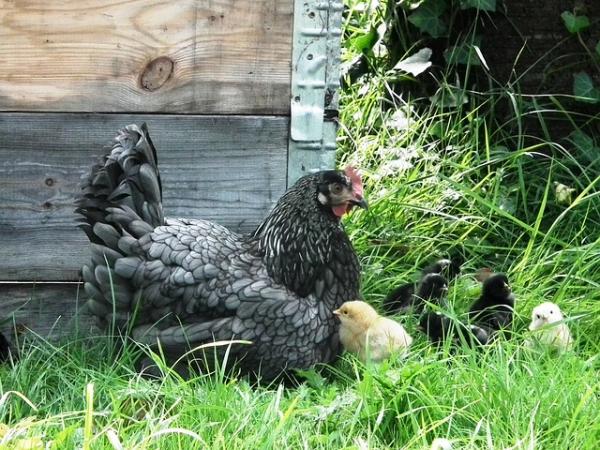 Kura jako zwierzę domowe - Zakwaterowanie kury w Twoim domu