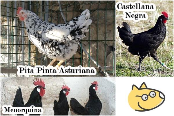 Kura jako zwierzę domowe - efektowne rasy hiszpańskie