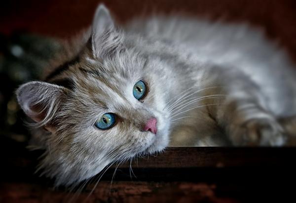 Parwowirus kotów - Zakażenie, objawy i leczenie - Co to jest parwowirus kotów?