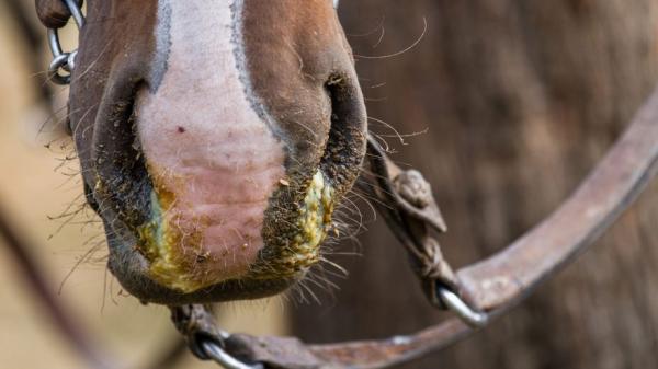 Grypa koni - Objawy i leczenie - Co to jest grypa koni?