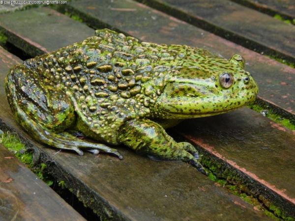 Zwierzęta zagrożone wyginięciem w Chile - 3. Chilijska żaba