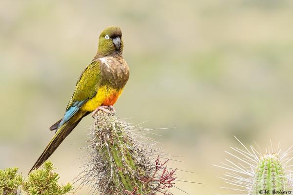 Zwierzęta zagrożone wyginięciem w Chile - 9. Papuga Tricahue