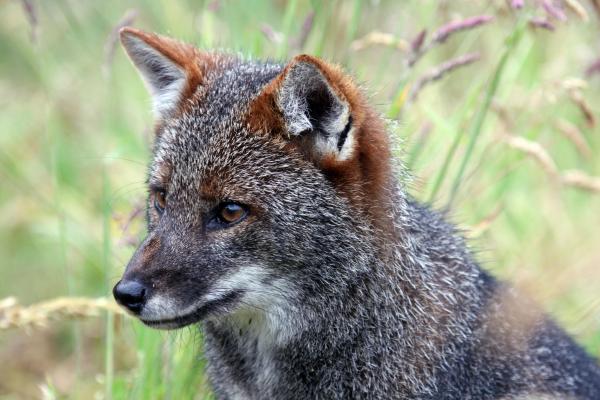 Zwierzęta zagrożone wyginięciem w Chile - 6. Chilote fox
