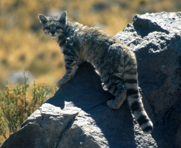 Zwierzęta zagrożone wyginięciem w Chile - 7. Kot rysia