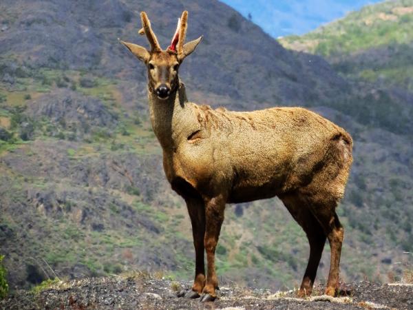 Zwierzęta zagrożone wyginięciem w Chile - 5. Huemul