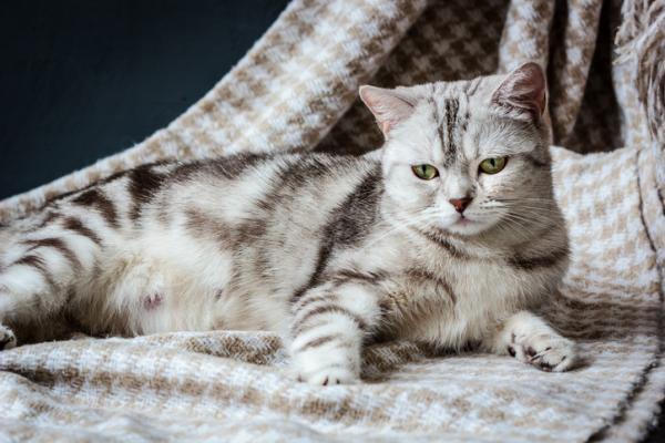 Jak usunąć ciążę kota?  - Objawy kotki w ciąży