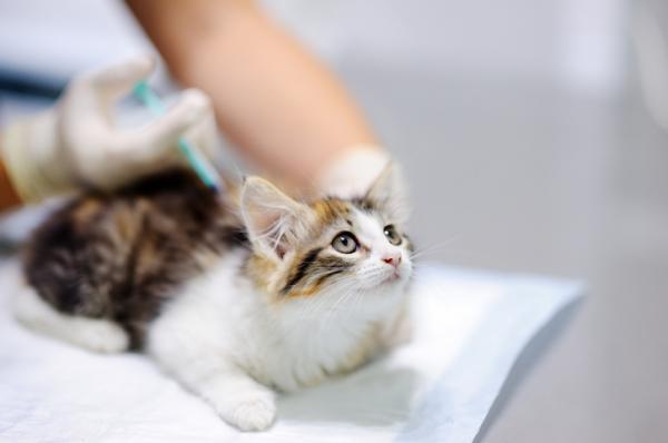 Zakaźne zapalenie otrzewnej kotów (FIP) - objawy i leczenie - Jak zapobiegać FIP u kotów?