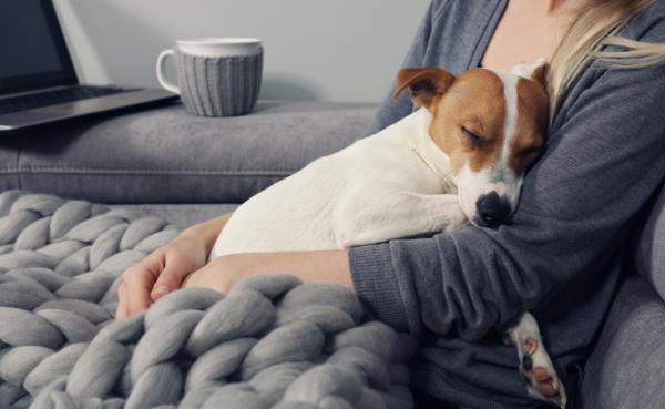 Gorączka u psów - przyczyny, objawy i leczenie - Jaka temperatura jest uważana za gorączkę u psów?