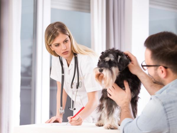 Gorączka u psów - przyczyny, objawy i leczenie - Zapobieganie gorączce u psów 