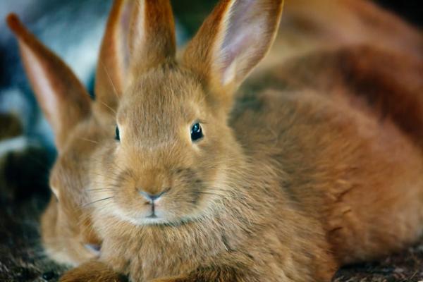 Dzienna ilość karmy dla królików - Od królików 8 miesięcy do dorosłych do 5 lat