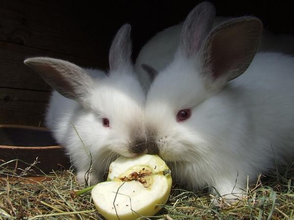 Dzienna porcja karmy dla królików - Owoce dobre, ale w małych dawkach