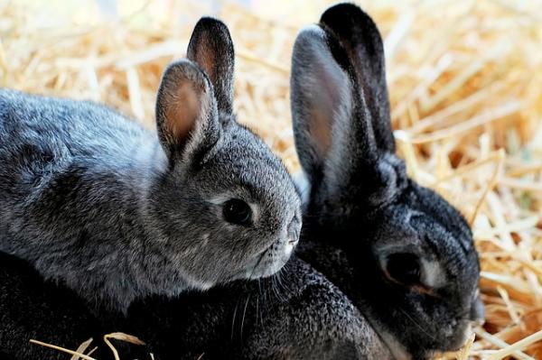 Dzienna ilość karmy dla królików - Pierwsze miesiące życia królików