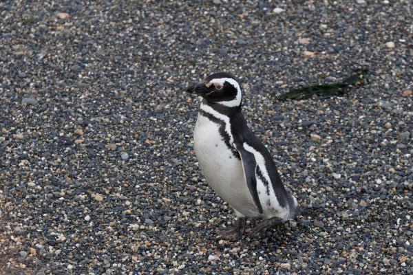 Zagrożone Pingwiny - Pingwin Magellański (Spheniscus magellanicus)