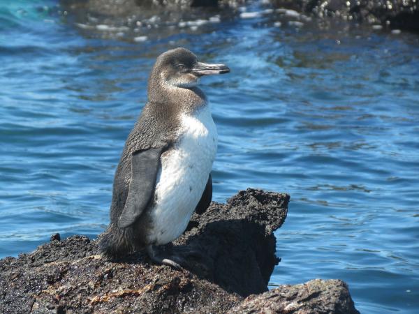 Zagrożone pingwiny - Galapagos Penguin (Spheniscus mendiculus)