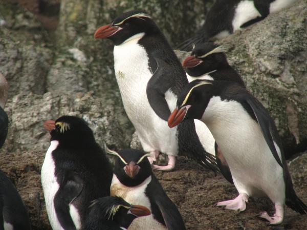 Zagrożone pingwiny - Snares Penguin (Eudyptes robustus)