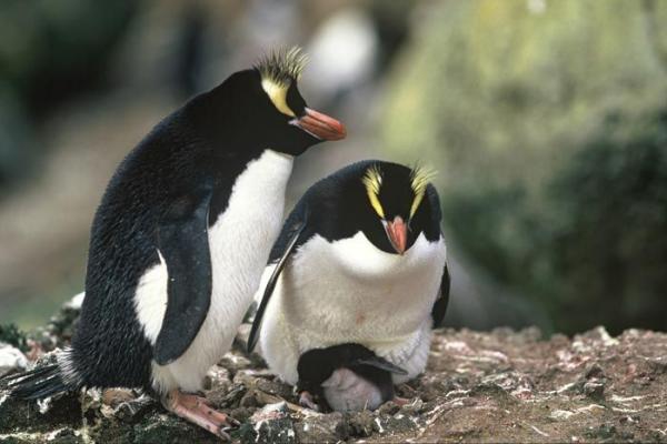Zagrożone pingwiny - pingwin antypodyjski (Eudyptes sclateri)