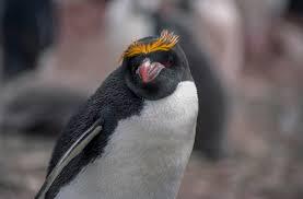 Zagrożone pingwiny - Makaron lub pomarańczowy pingwin pióropuszu (Eudyptes chrysolophus)