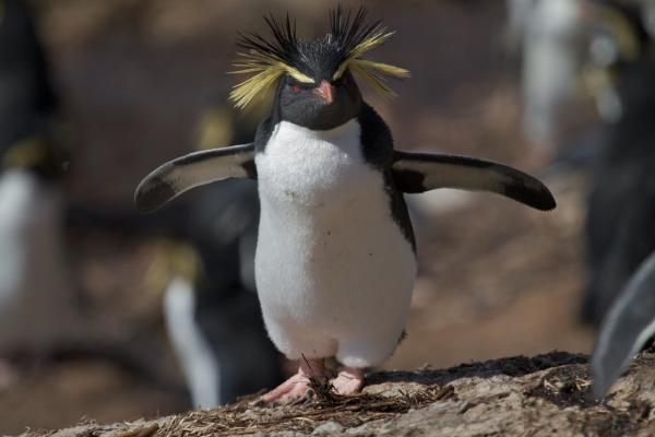 Zagrożone pingwiny - Pingwin skalny (Eudyptes moseleyi)