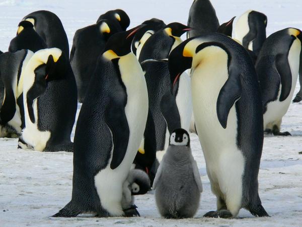 Zagrożone pingwiny - pingwin cesarski (Aptenodytes forsteri)