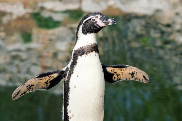Zagrożone pingwiny - Humboldt Penguin (Spheniscus humboldti)