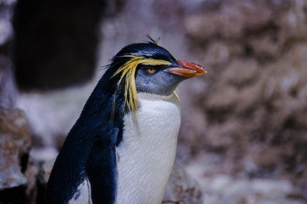 Zagrożone pingwiny - Rockhopper Penguin (Eudyptes chrysocome)