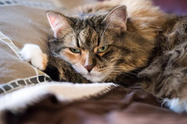 Diklofenak dla kotów - Dawkowanie, zastosowanie i skutki uboczne - Przeciwwskazania Diklofenaku dla kotów